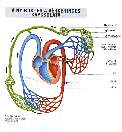 Nyirokrendszer és vérkeringés kapcsolata