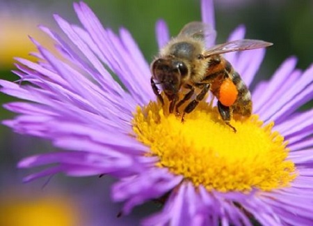 Méhek védelmében – Matrix Drops