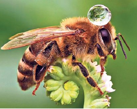 Mézelő méh